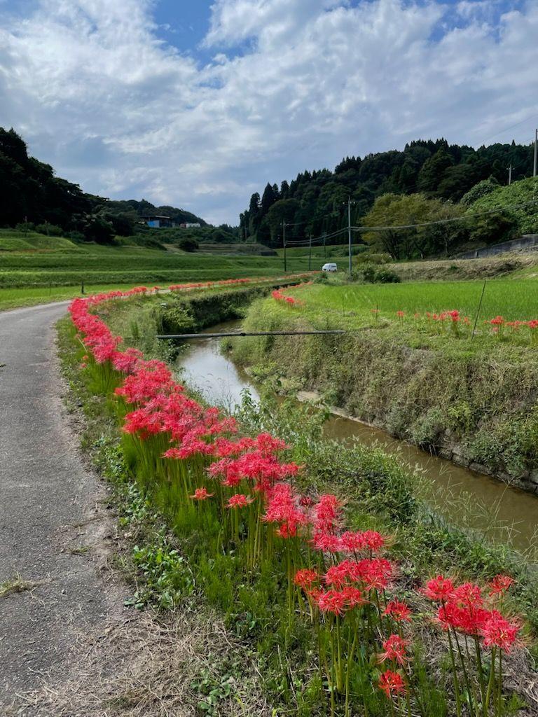 秋ですね
